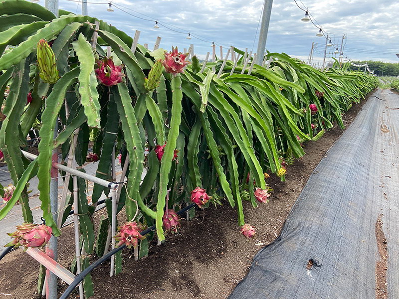 大红火龙果种植项目